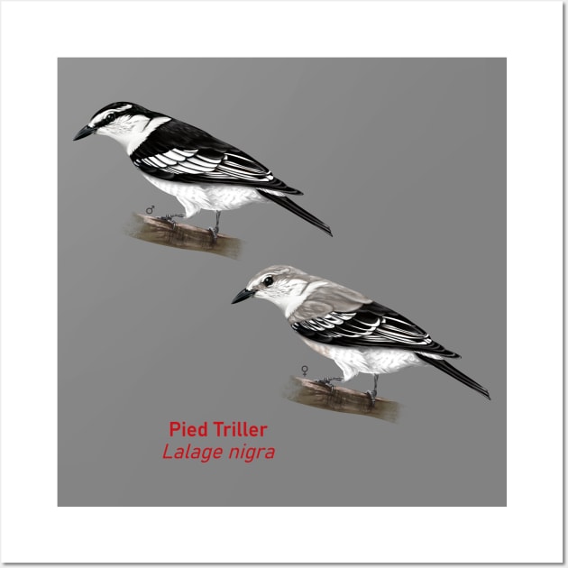 Pied Triller | Lalage nigra ⚥ Wall Art by bona 